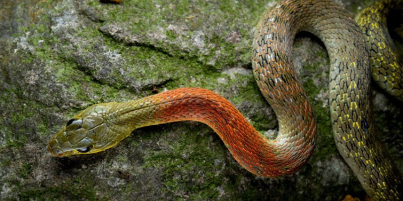 Giải đáp giấc mơ về rắn theo góc độ phong thủy