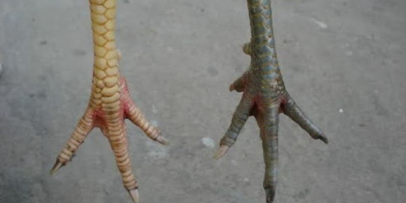 Đặc điểm của gà cựa nhật nguyệt thu hút nhiều người quan tâm