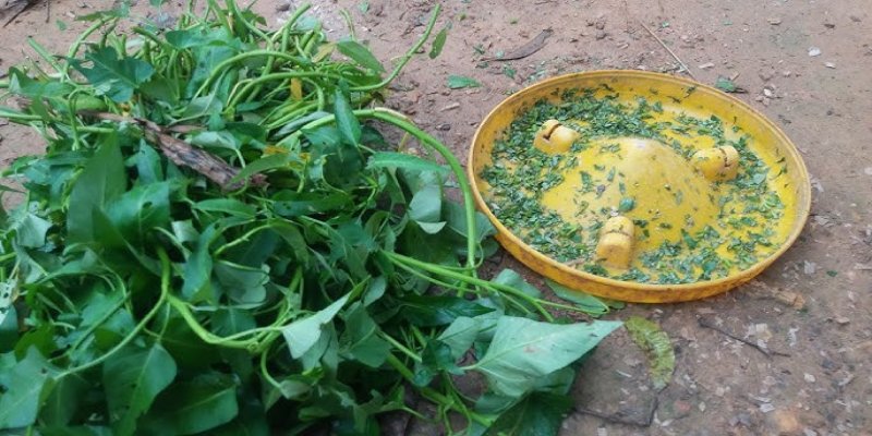 Chế độ ăn uống cho gà đá cần cung cấp đầy đủ dưỡng chất